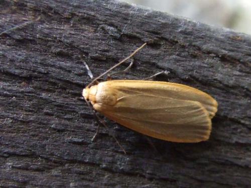 Eilema depressa