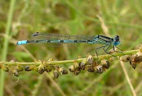 Enallagma cyathigerum