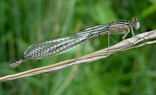 Enallagma cyathigerum