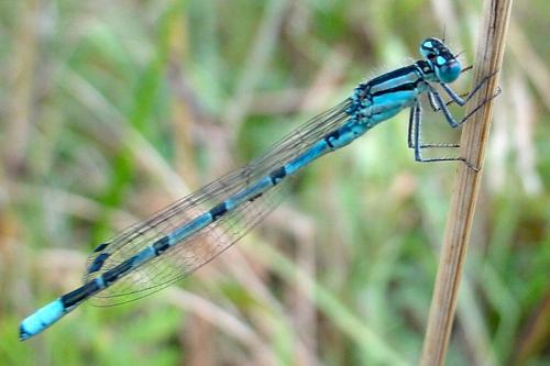 Enallagma cyathigerum