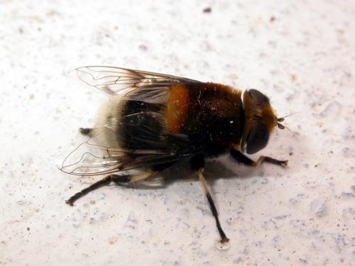 Eristalis intricaria