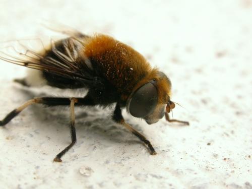 Eristalis intricaria