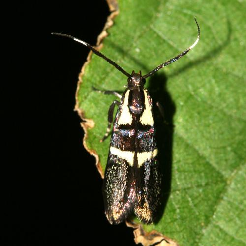 Dasycera oliviella