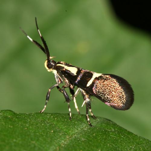 Dasycera oliviella