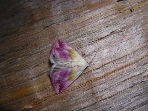 Eublemma purpurina