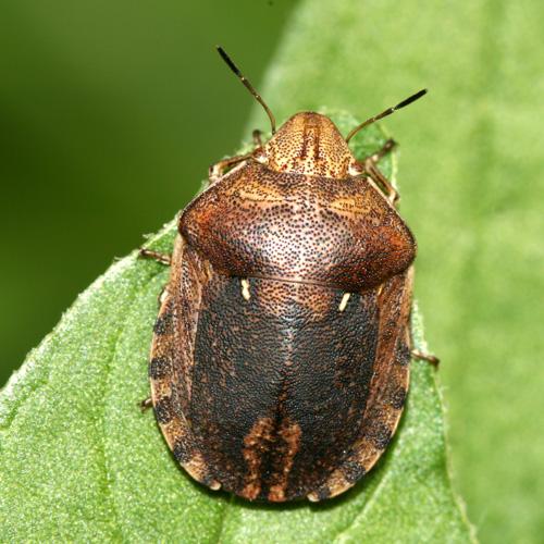 Réf. 22 202 : Eurygaster maura