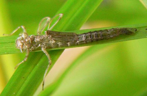 Ischnura elegans