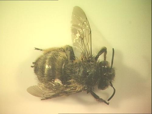 Anthophora plumipes
