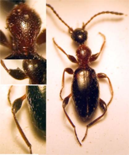 Anthelephila pedestris