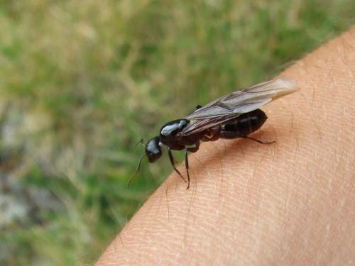 Camponotus sp.