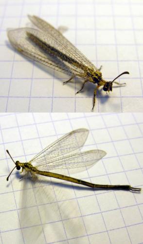 Réf. 22 082 : Macronemurus appendiculatus