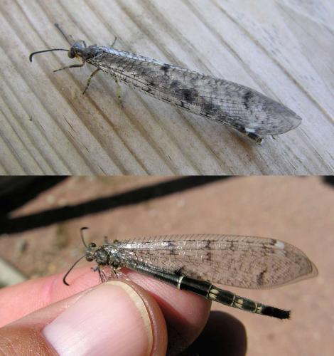 Distoleon tetragrammicus