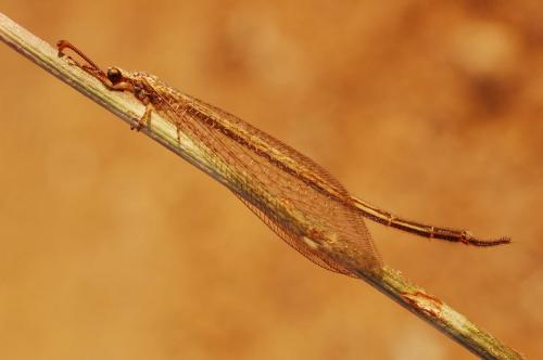 Réf. 22 073 : Macronemurus appendiculatus