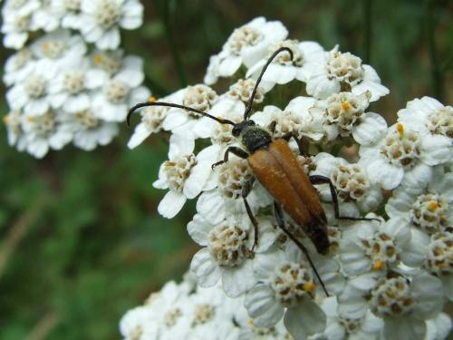 Stictoleptura fulva