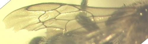 Osmia sp.