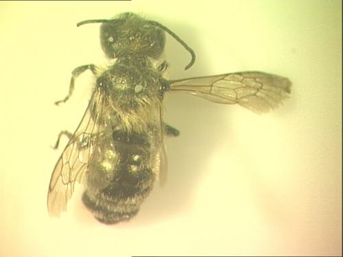 Osmia sp.