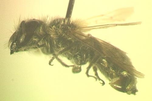 Osmia sp.