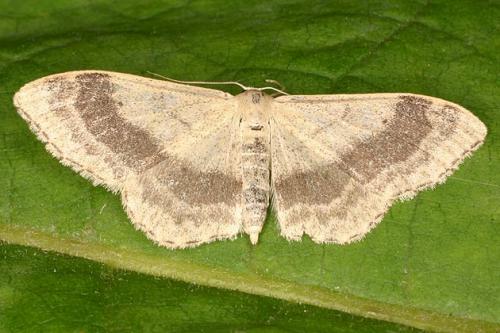 Réf. 22 112 : Idaea aversata
