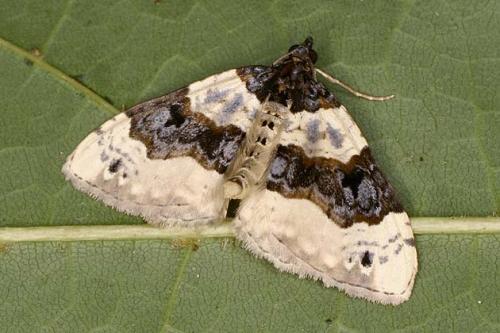 Réf. 22 229 : Cosmorhoe ocellata