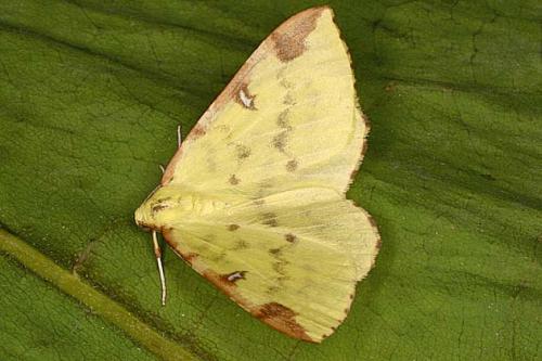 Opisthograptis luteolata