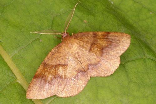 Plagodis pulveraria