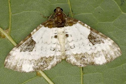 Melanthia procellata