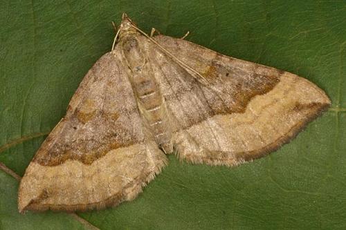 Réf. 22 668 : Scotopteryx chenopodiata