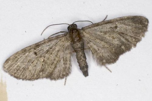 Eupithecia sp.