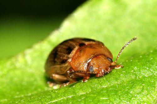 Gonioctena sp.