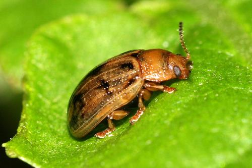 Gonioctena sp.