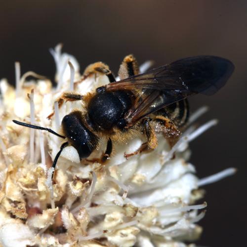 Réf. 22 153 : Halictus sexcinctus