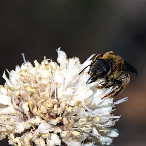 Réf. 22 154 : Halictus sexcinctus