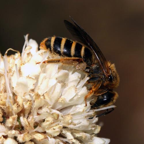 Réf. 22 155 : Halictus sexcinctus