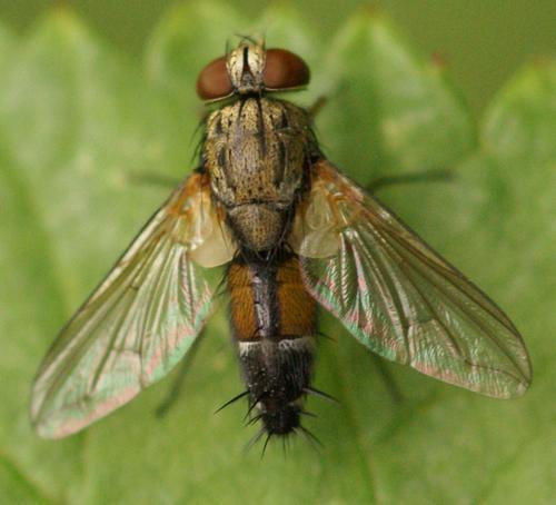 Halydaia aurea