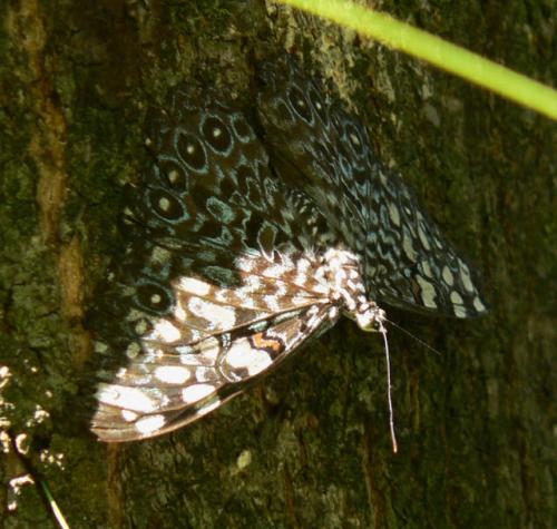 Hamadryas feronia