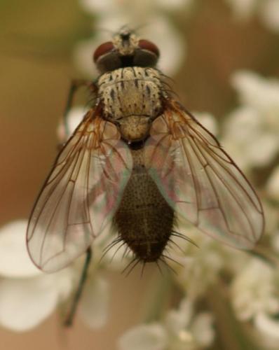 Siphona sp.