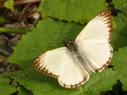 Heliopetes arsalte
