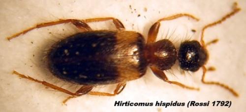 Réf. 22 909 : Hirticollis hispidus