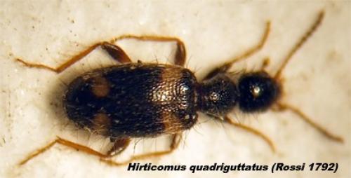 Hirticollis quadriguttatus