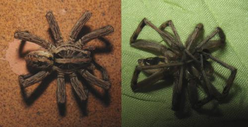 Hogna radiata