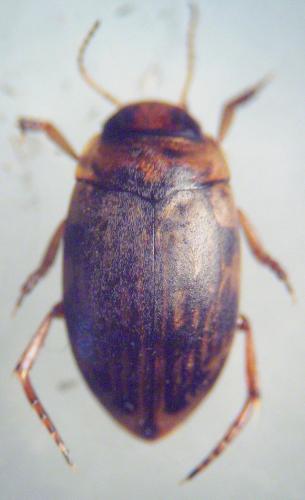 Scarodytes halensis