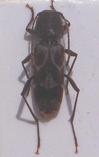 Réf. 22 669 : Pseudosphegesthes cinerea