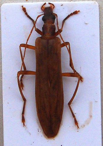 Réf. 22 674 : Oedemera femoralis