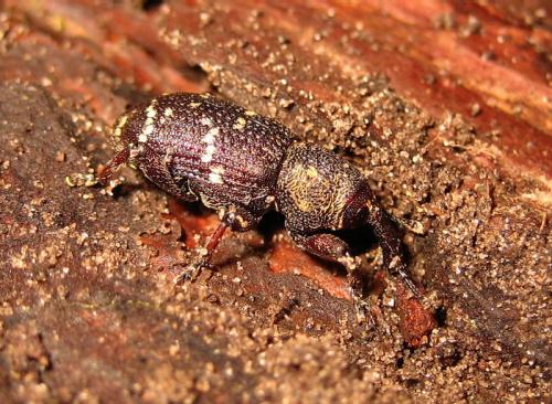 Hylobius abietis
