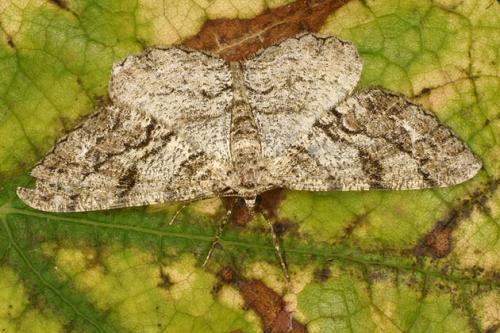 Peribatodes secundaria