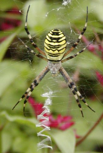 Réf. 22 757 : Argiope bruennichi