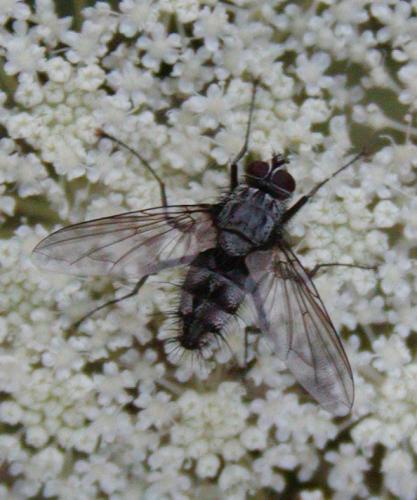 Dinera sp.