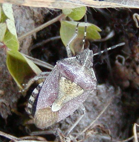 Dolycoris baccarum
