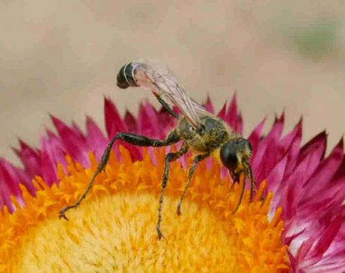 Prionyx kirbii