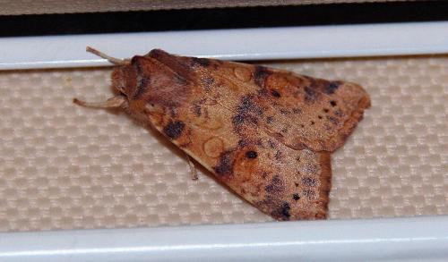 Xanthia gilvago